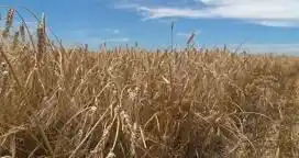 “Los rindes son muy buenos para esta zona”
