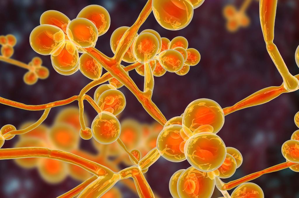 Alerta en Argentina: se identificó el primer brote por el súper hongo Candida auris
