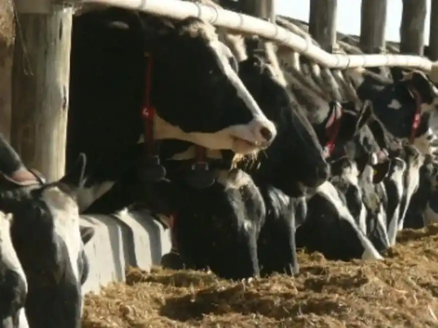 El sector tambero espera un crecimiento interanual del 8,9% en la producción de leche para el próximo cuatrimestre.