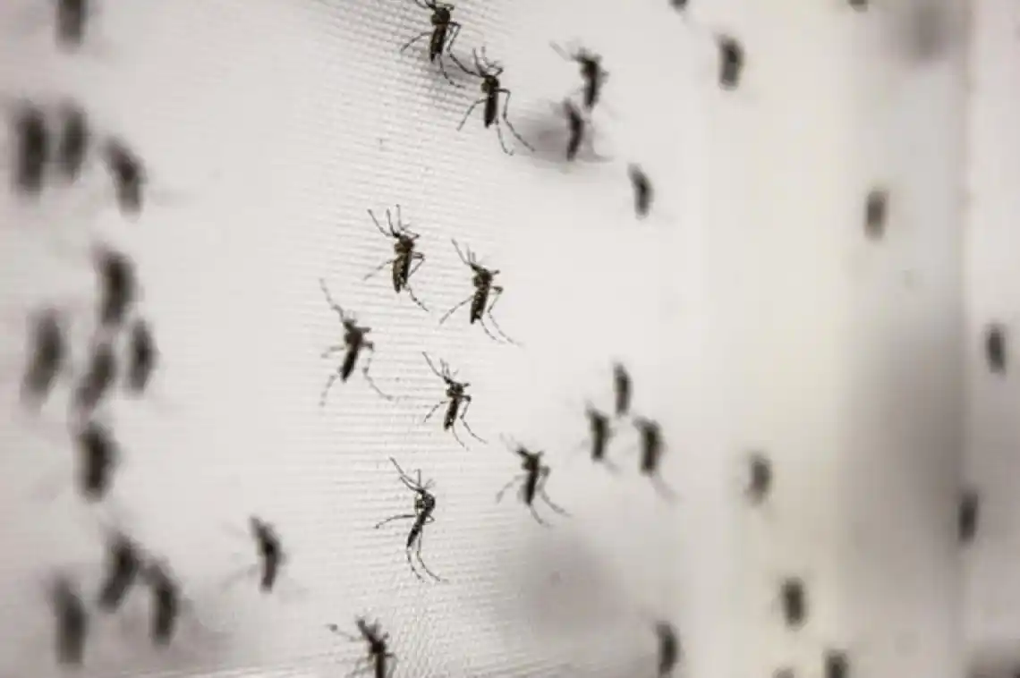 Preocupación en nuestra ciudad por la invasión de mosquitos