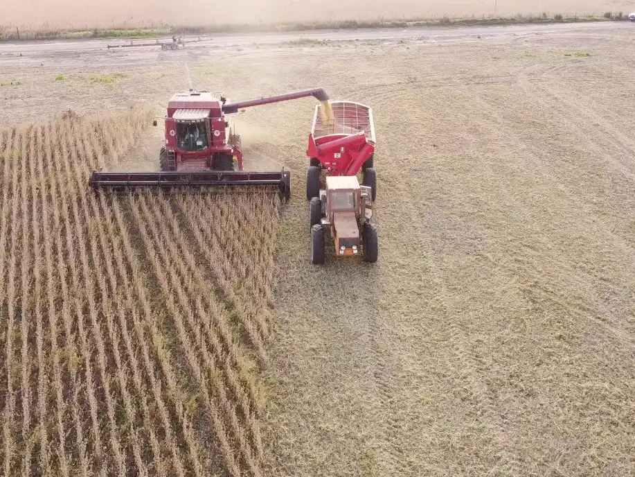 Hay más de 1,2 millones de soja plantadas y se complica su recolección por imperio del clima