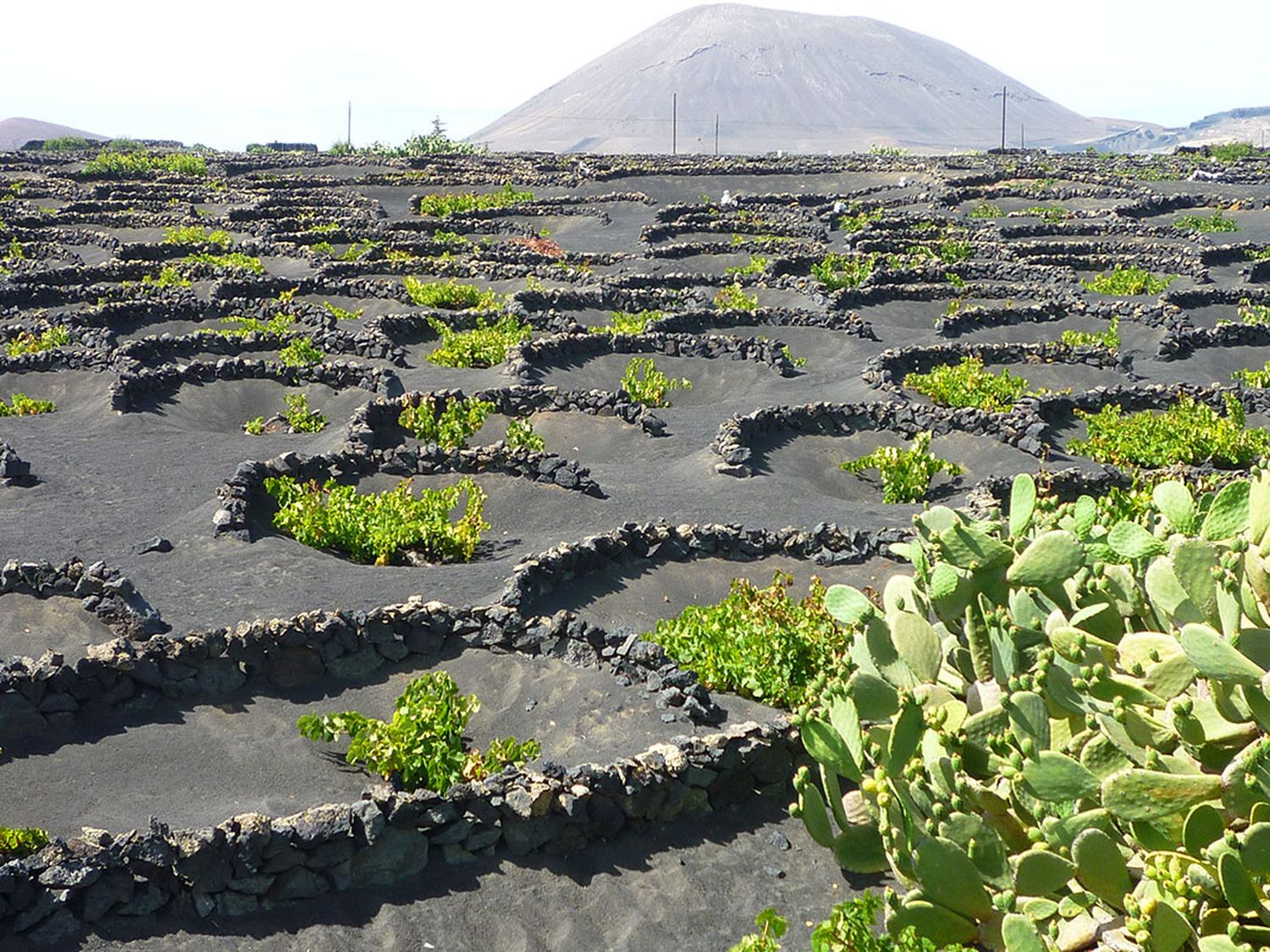 La Geria-Viñedos de Lanzarote-