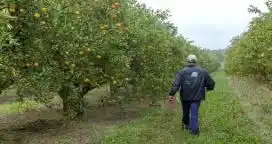 Se aprobó el plan de control del HLB: los costos serán afrontados por los productores citrícolas