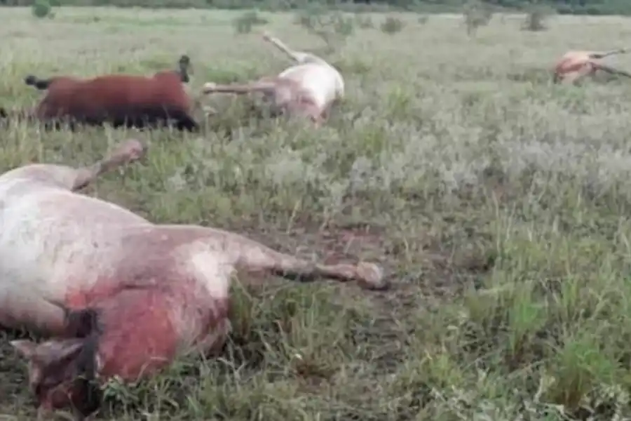 Triste suceso: cuatro caballos murieron al ser alcanzados por un rayo