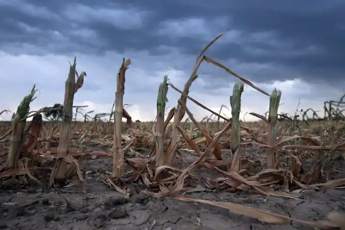 La sequía y el impacto en el campo.