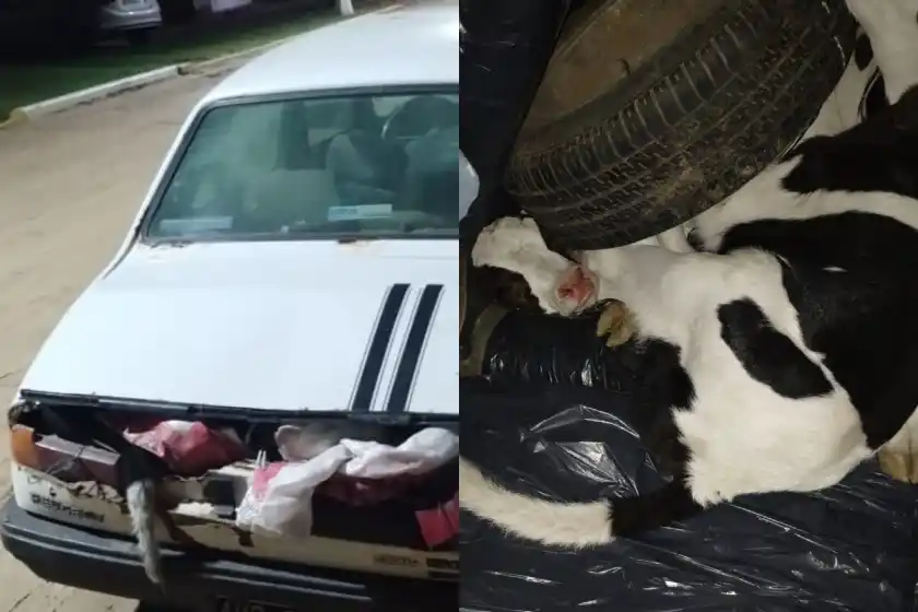 Insólito hallazgo en un control de ruta: tres detenidos por llevarse ocho terneros robados en un auto