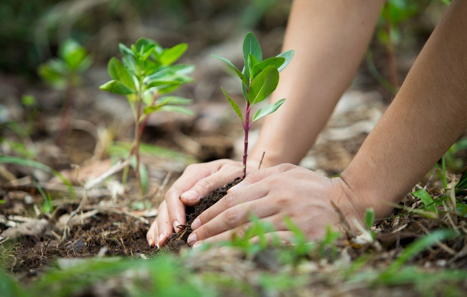 Argentina en default ambiental: los recursos naturales en número rojos