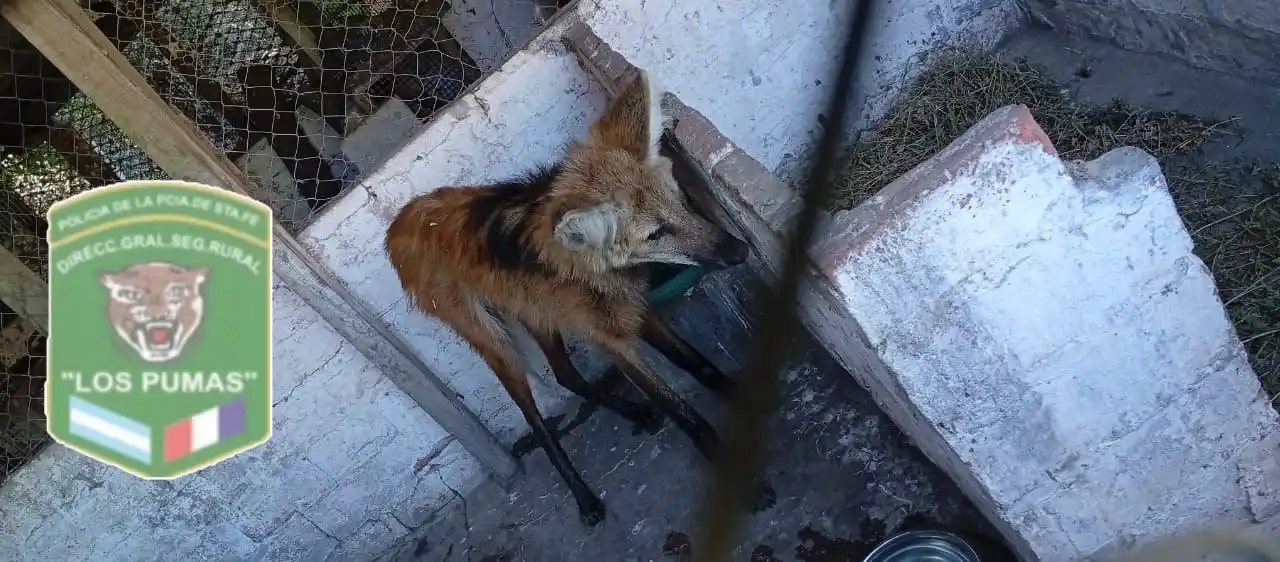 Rescataron y pusieron a resguardo a un aguará guazú malherido en la región