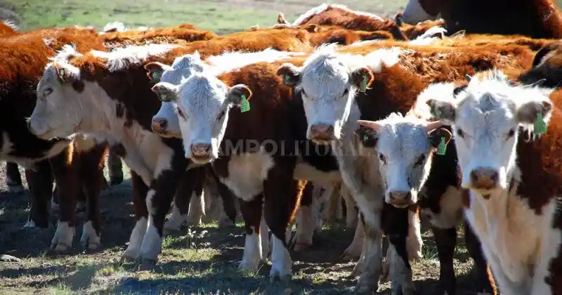 En el sector consideran que la corrección del tipo de cambio oficial, sumada a una eventual quita de retenciones, significaría una mejora sustancial de su ecuación comercial.