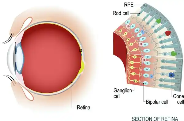 La luz llega hasta la parte posterior del globo ocular, que la percibe gracias a los bastoncillos y conos. Éstos envían señales visuales al cerebro.