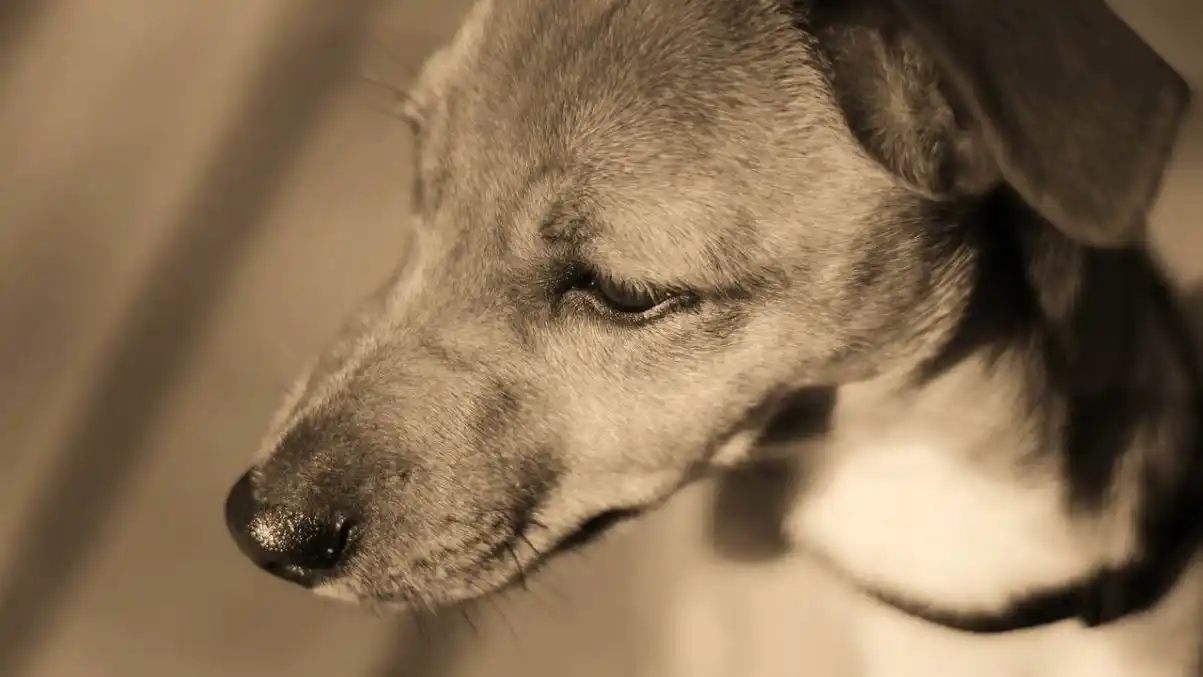 ¡DESPIADADO! Hombre mata a perro de ocho machetazos