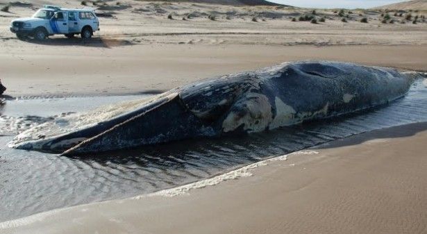 Hallan ballena muerta en la costa de San Cayetano