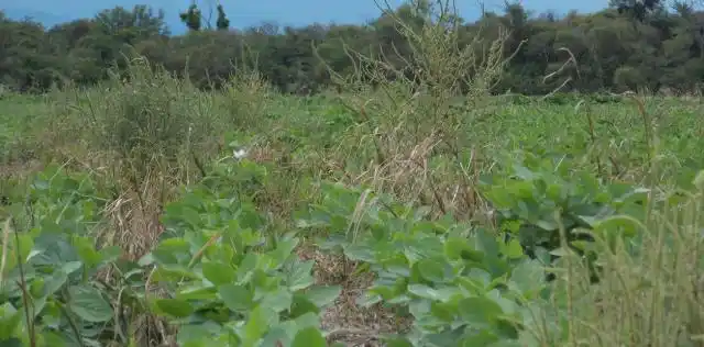 Las malezas como emergentes de un sistema que pide cambios