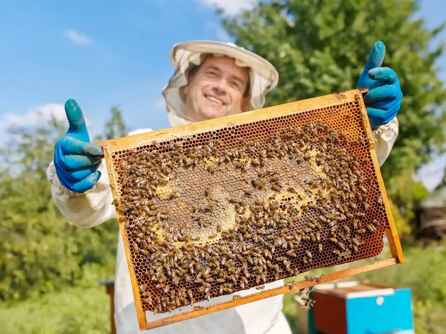 Realizarán una jornada pública institucional para difundir la apicultura como actividad productiva