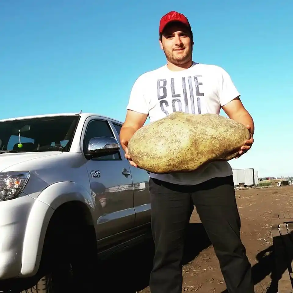 Cosecharon una papa de 3,8 kilos en un campo cercano a Villa Cacique