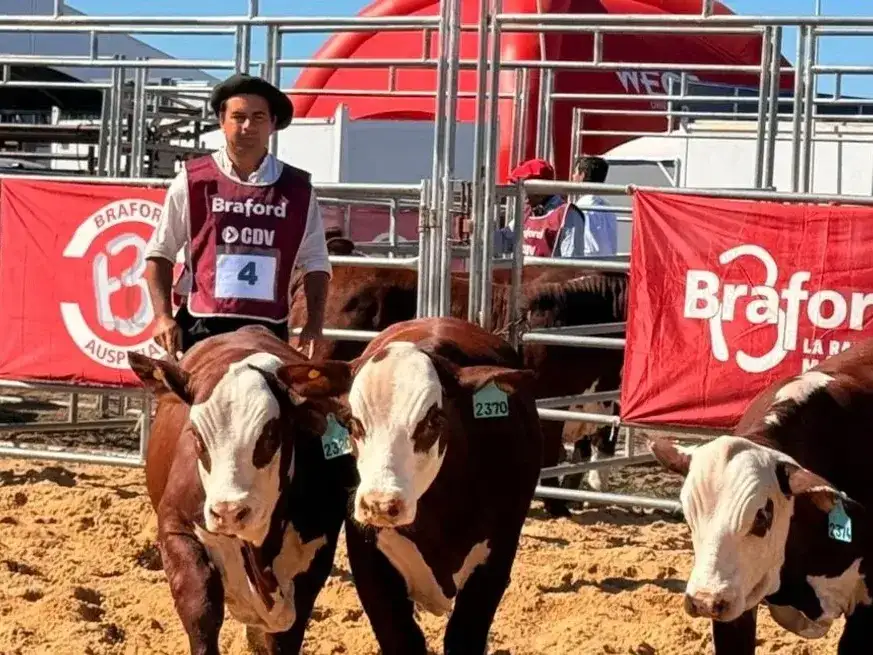 Braford mostró su liderazgo en Expoagro con tecnología, sustentabilidad y un remate récord.