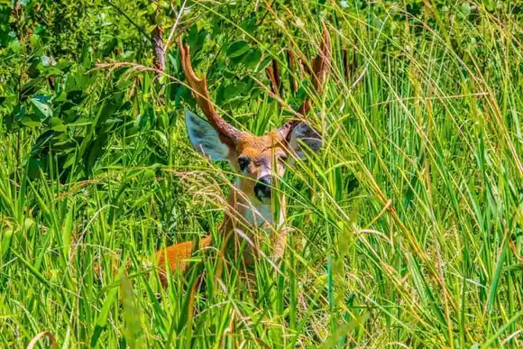Es airado el reclamo al Estado para controlar ciervos, jabalíes y chanchos