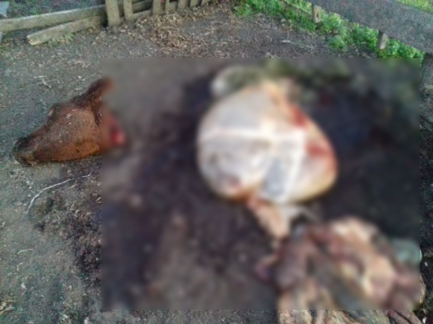 Faenaron tres vacas en La Colorada: es el segundo hecho en tres meses