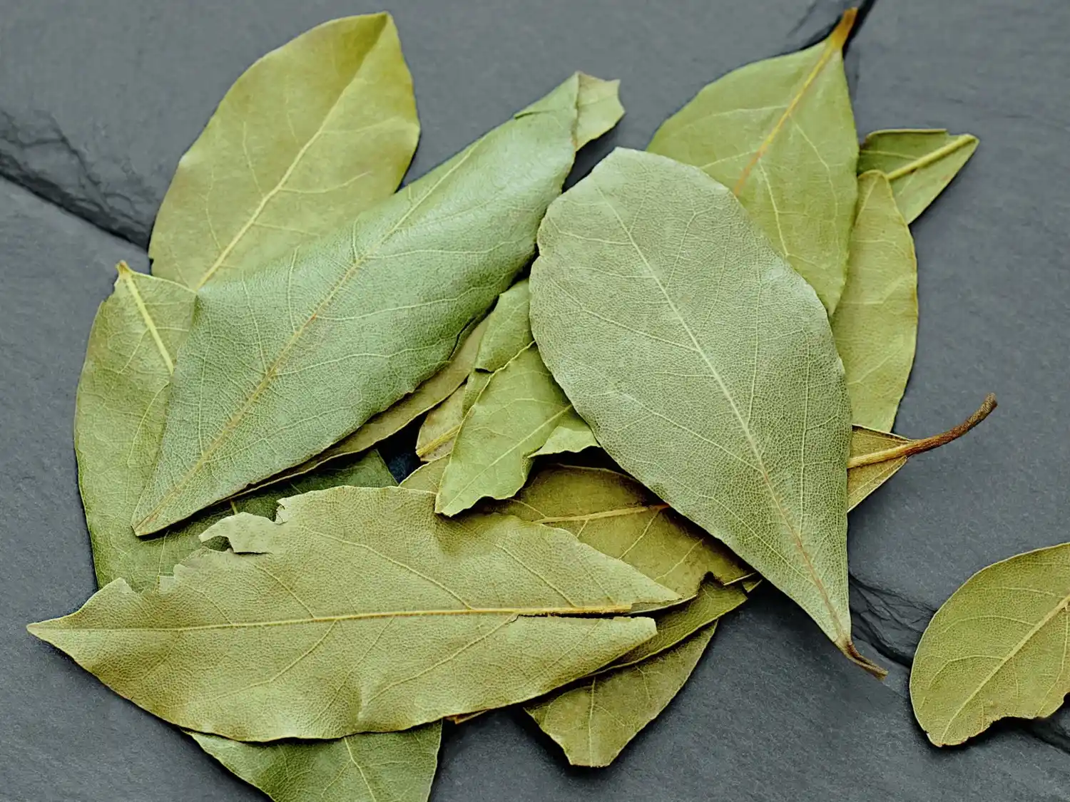 hojas de laurel hoja de laurel - 2