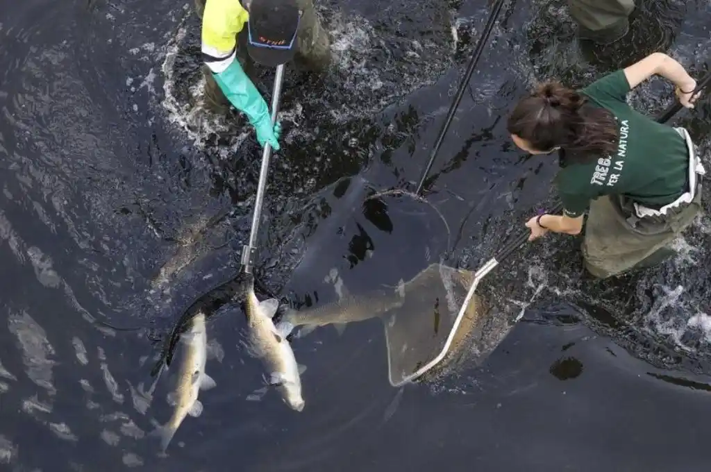 España: electrocutan peces y los sacan del río para evitar que mueran por la sequía
