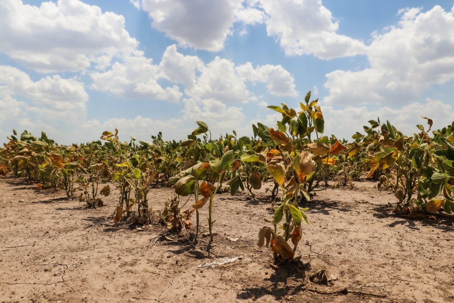 Nación homologó hasta mayo la emergencia agropecuaria para Santa Fe