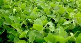 Soja de primera: Muy buenas expectativas de rinde en Entre Ríos