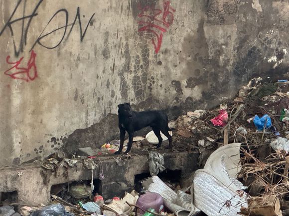 Bomberos rescató a un perro que estaba atrapado en la vieja planta depuradora