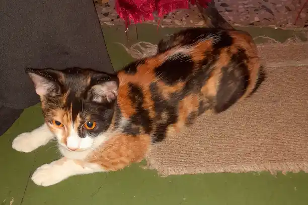 La buscan zona Fonavi 1