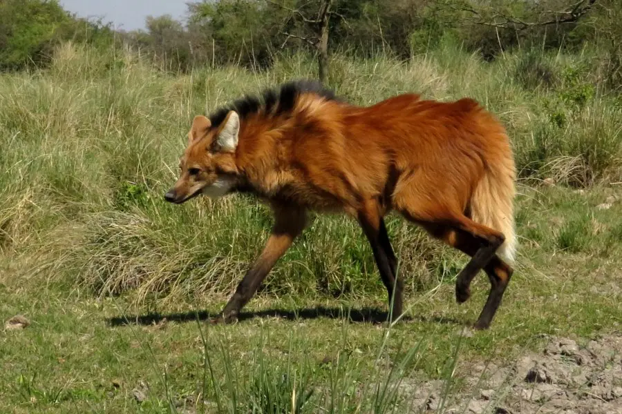 Preocupante: encontraron en la región una importante cantidad de fauna silvestre aparentemente envenenada