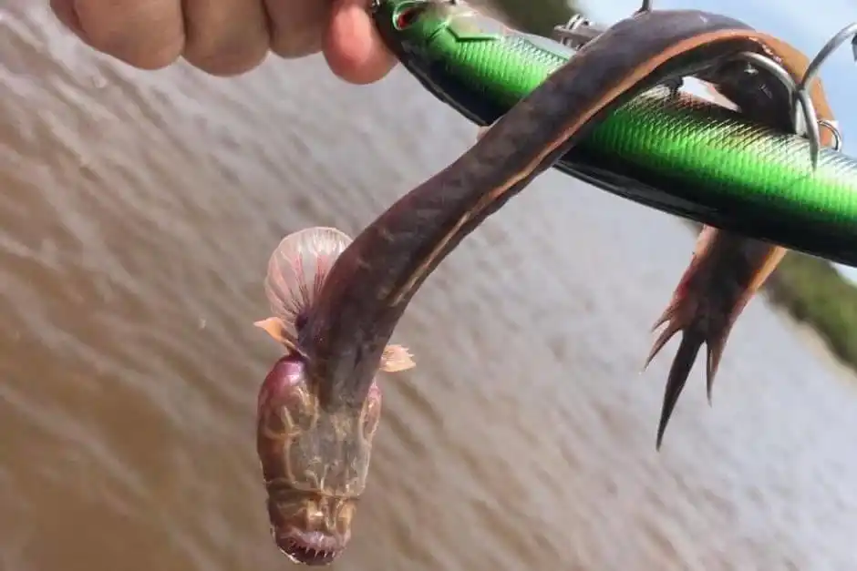 Extraña criatura marina sin ojos desconcierta a los pescadores