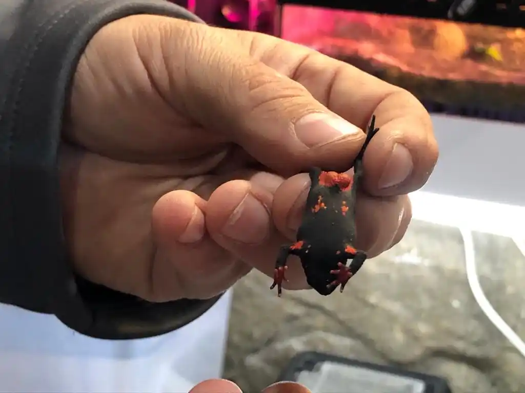 sapito de la sierra 30-09-23 - 3