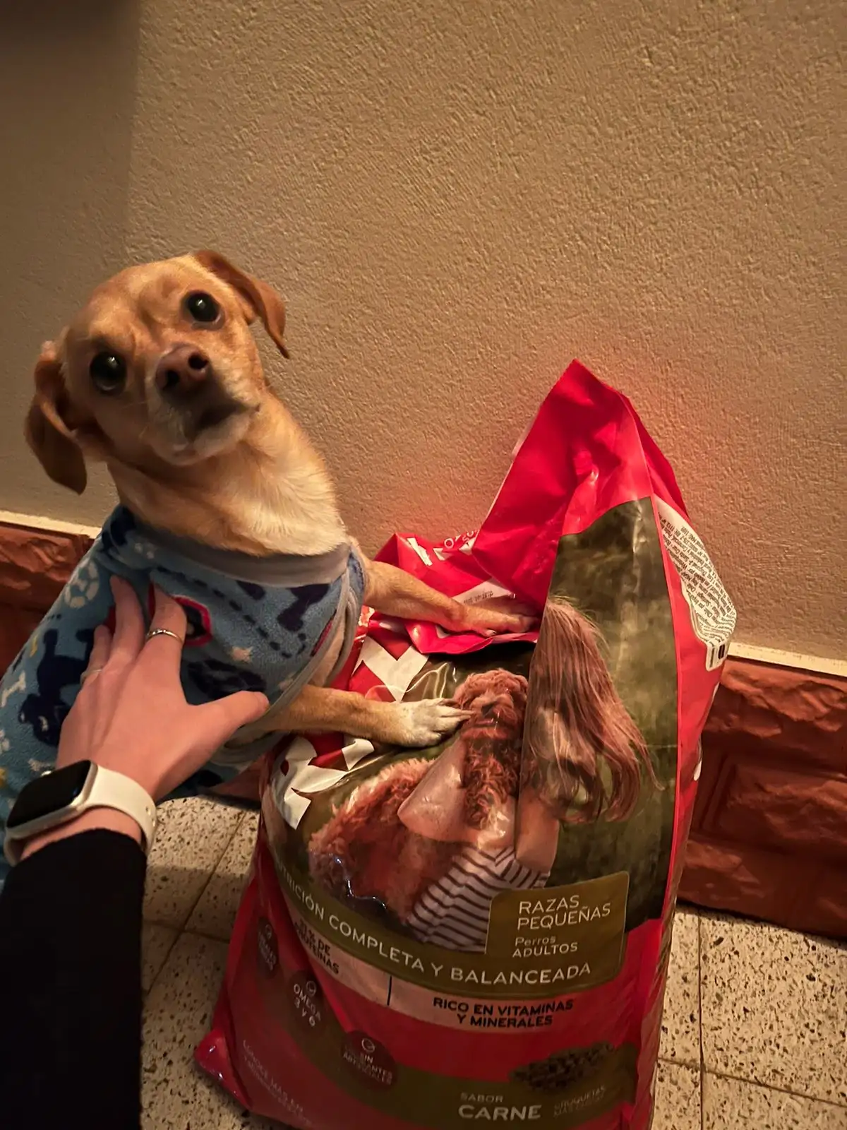 perro tino con su premio