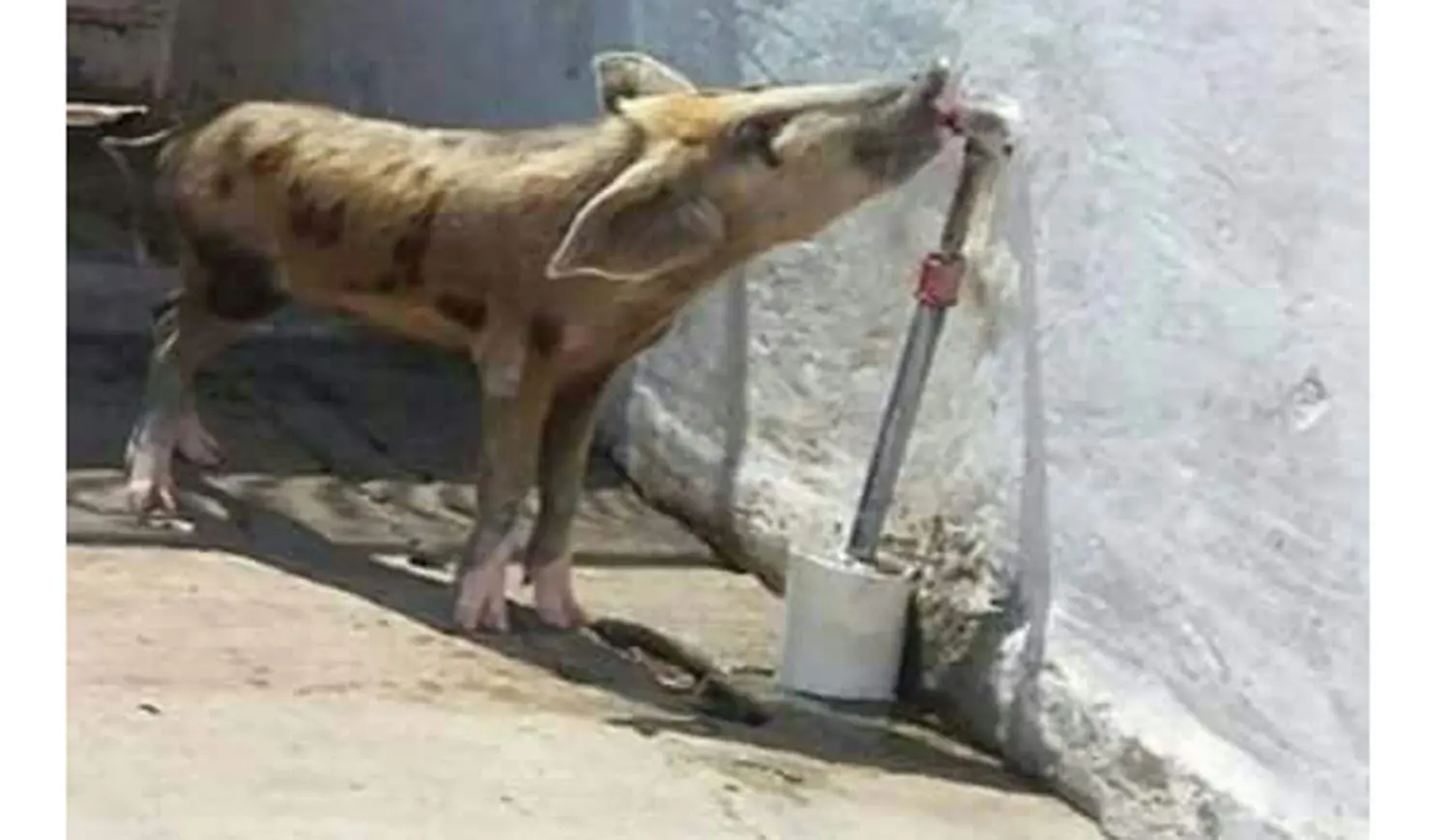 La Plata: Denuncian al municipio por abandono de animales en la República de los Niños