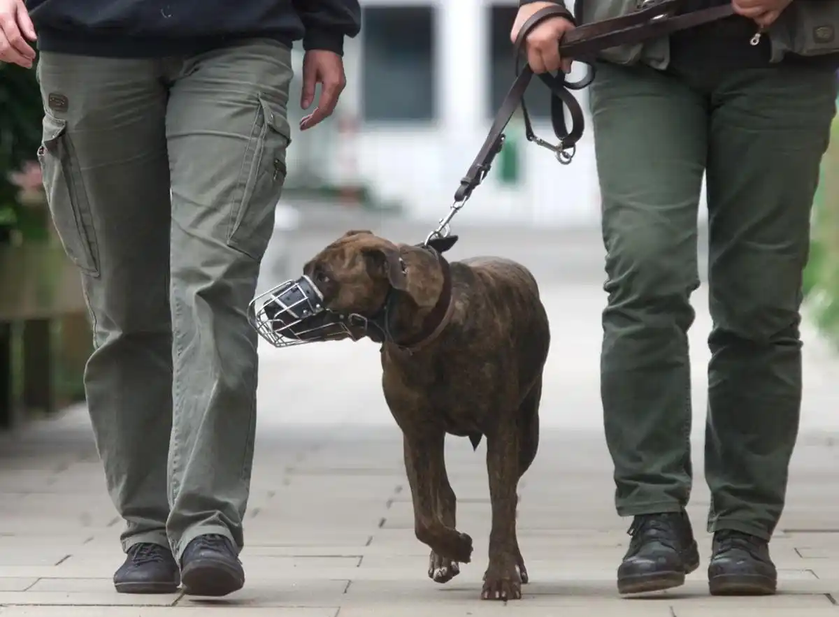 “No hay que humanizar a los animales”