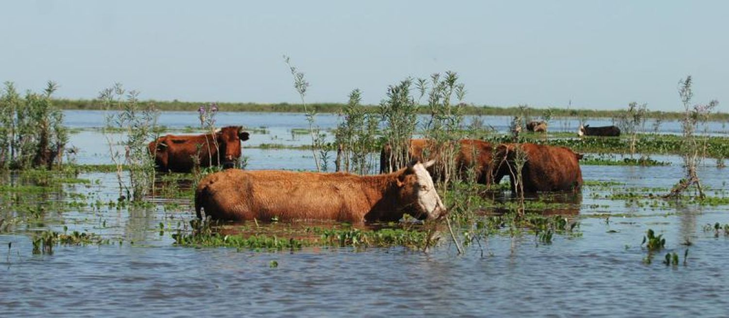 Advierten que faltarán 55.000 terneros en el norte santafesino por las lluvias