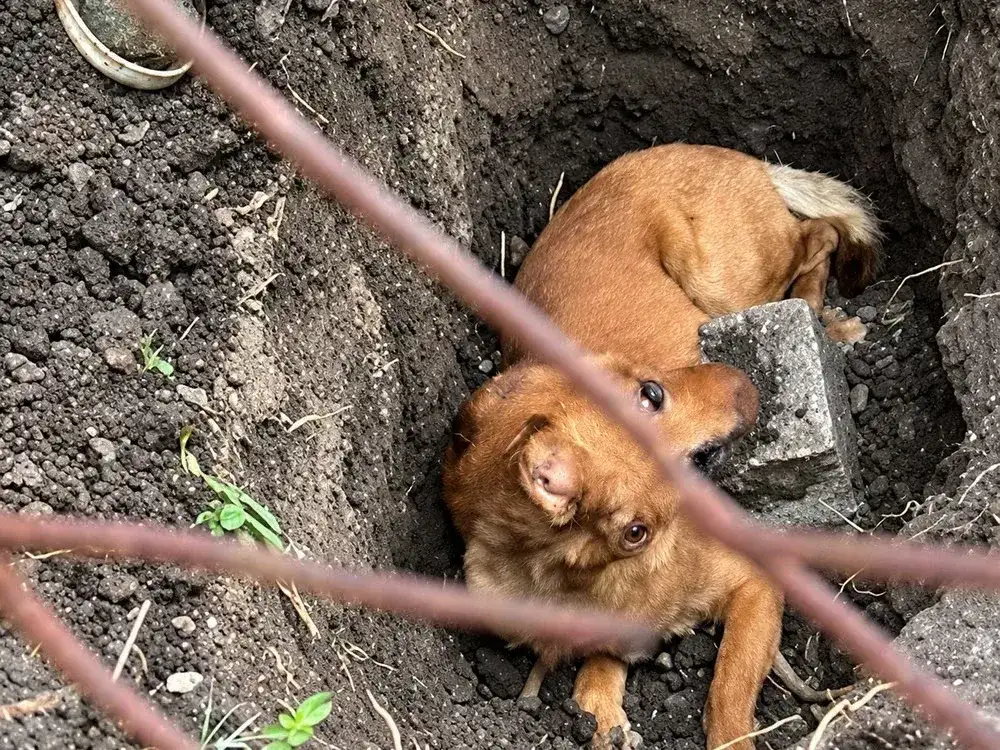 El perro, llamado Rocky, recibió atención inicialmente en el hospital veterinario de la localidad. Luego fue derivado a un sanatorio veterinario de la ciudad de Buenos Aires para continuar con su atención.