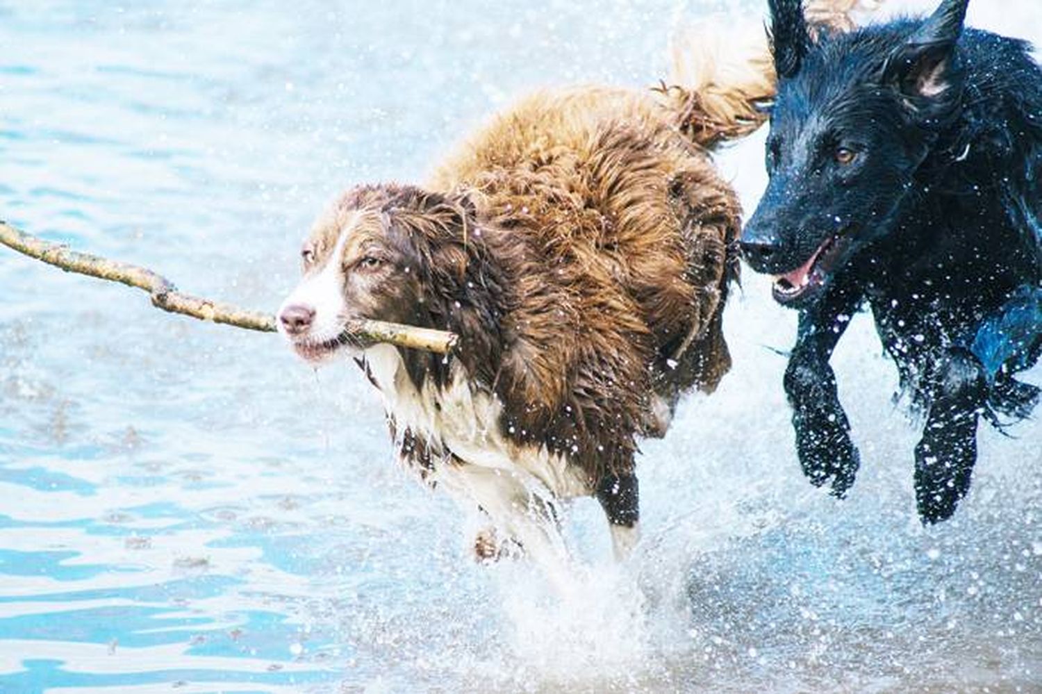 Los perros nacen preparados para comunicarse con las personas