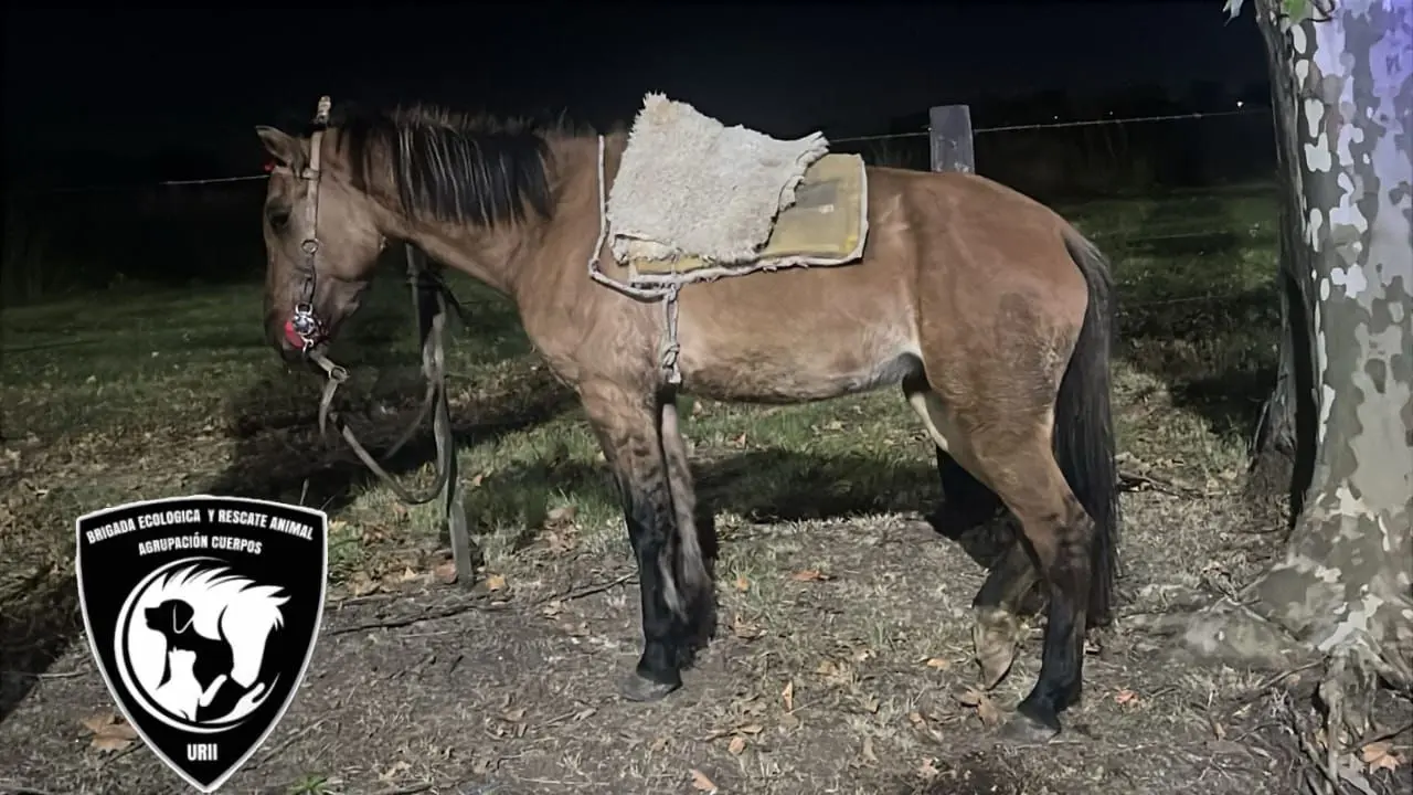 Cayeron tres adolescentes que le robaron a un joven en Pérez y huyeron a caballo