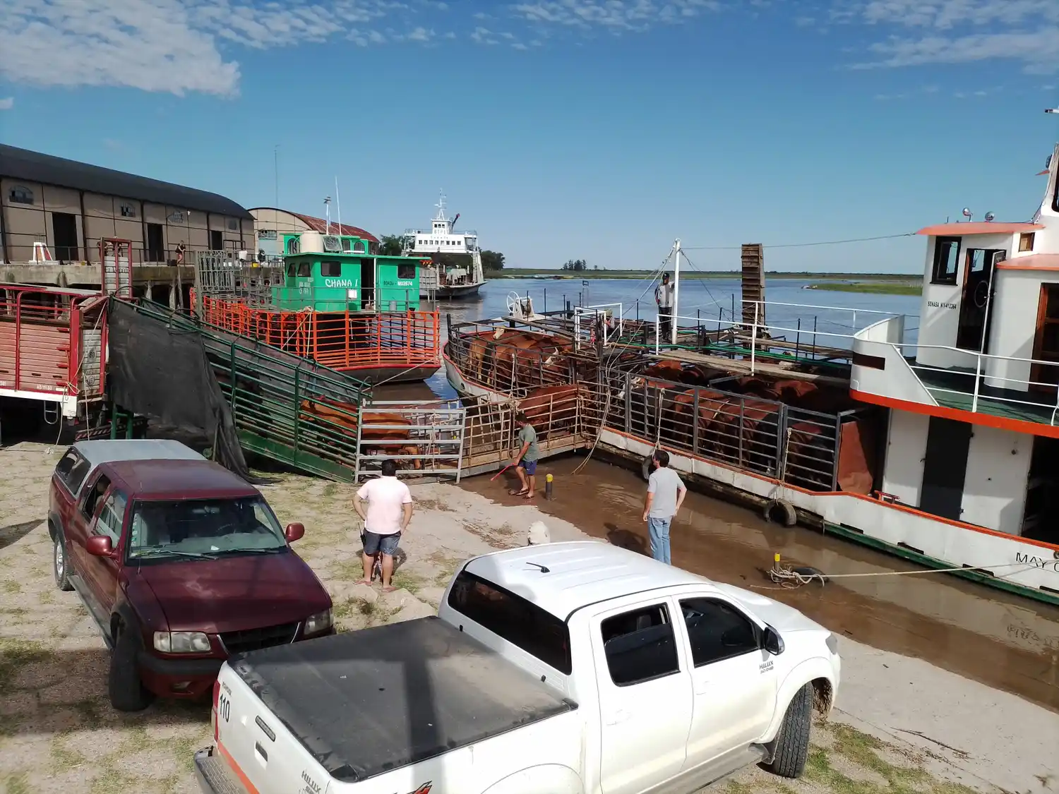 Continúan los trabajos de evacuación de ganado desde la Boca del Gualeguay