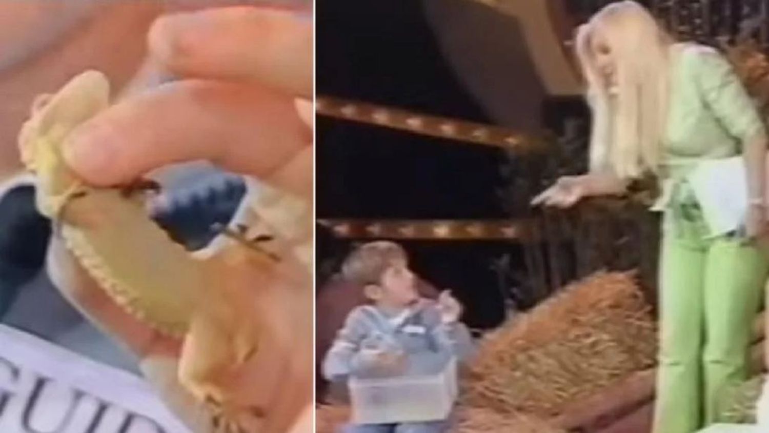 ¿Cómo está hoy el nene al que Susana Giménez le perdió su salamandra en vivo?