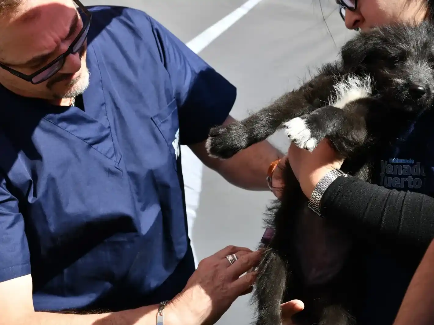 La importancia del cuidado de las mascotas