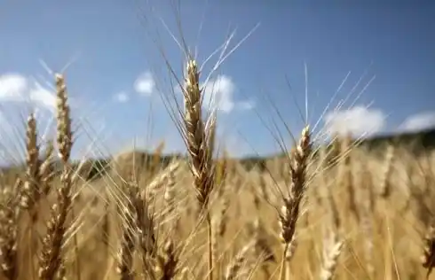 Polémica entre Moreno y exportadores de trigo por amenaza de "decomisar el stock"