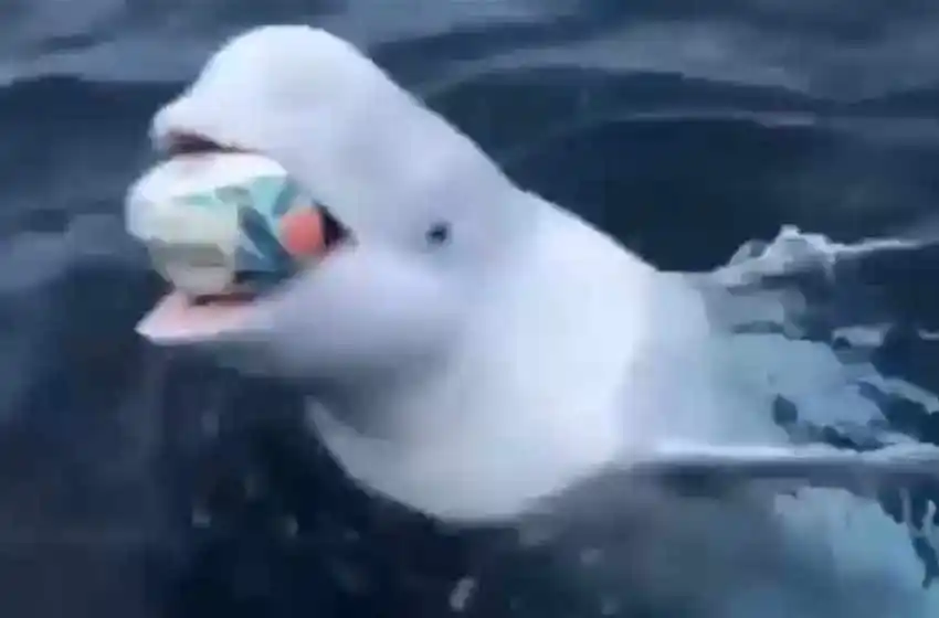 Como si fuera un perro: una beluga juega a buscar una pelota de rugby con un hombre en el medio del mar