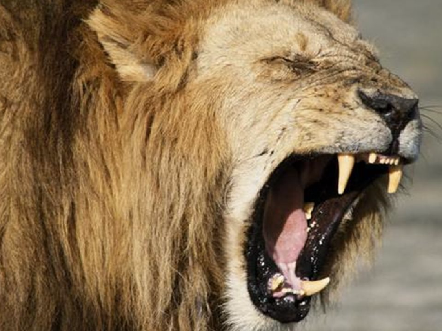 Tres cazadores devorados por una manada de leones