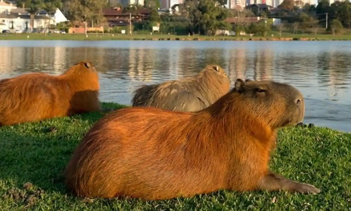 Scioli anunció un plan de esterilización para controlar la población de carpinchos