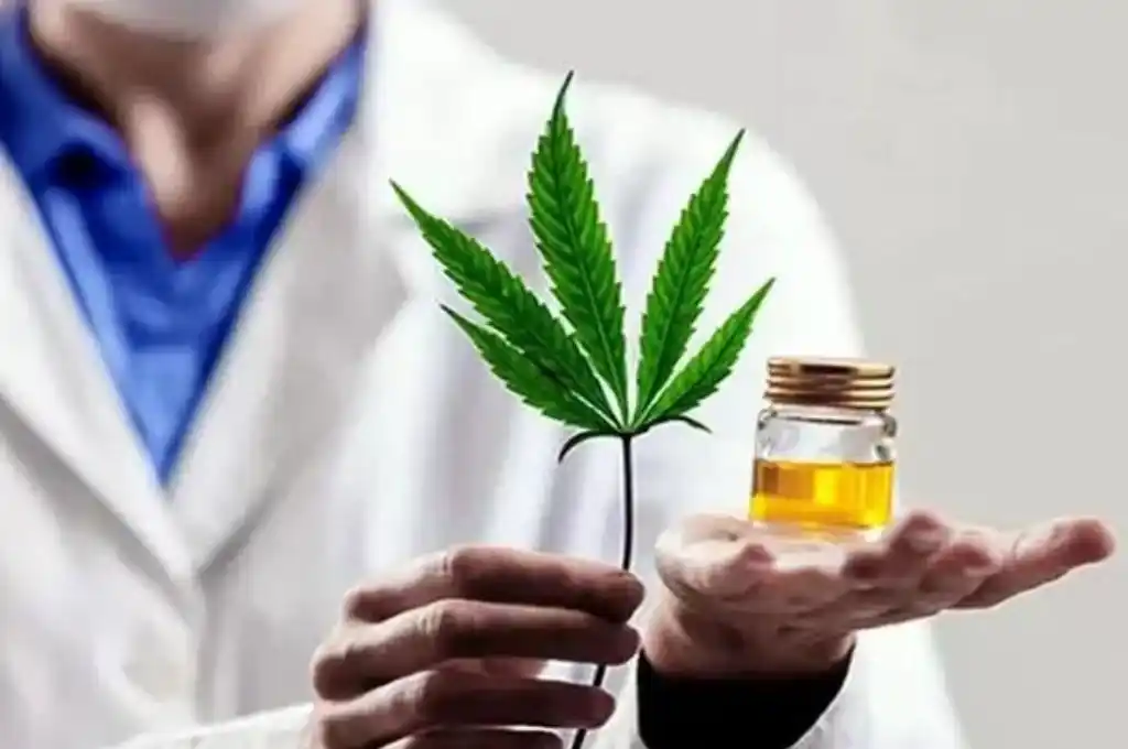 La reglamentación ordena también la creación del Consejo Federal para el Desarrollo de la Industria del Cáñamo y Cannabis Medicinal y del Consejo Consultivo Honorario.