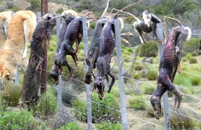 Matan y cuelgan a perros en una cruel exhibición 