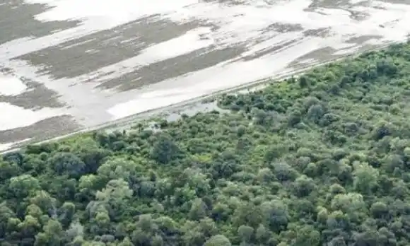 En el 2019 se perdieron 80 mil  hectáreas de bosque