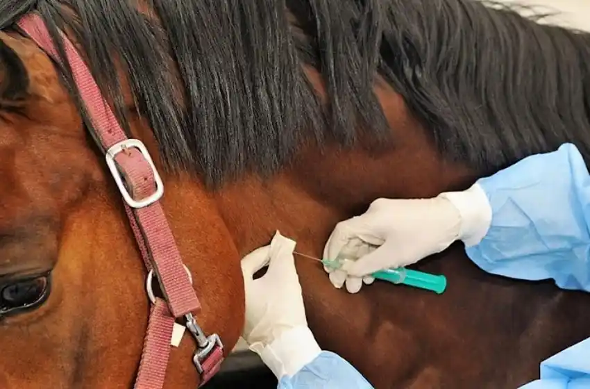 Aseguran que los pacientes tratados con suero equino tuvieron una «buena respuesta»