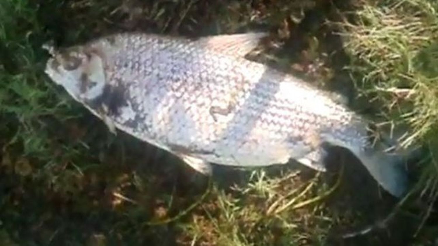 Registraron peces muertos y aseguran que es por agroquímicos